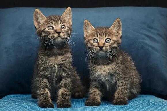 11 Animals That Have Been Successfully Cloned by Scientists - NewsBreak