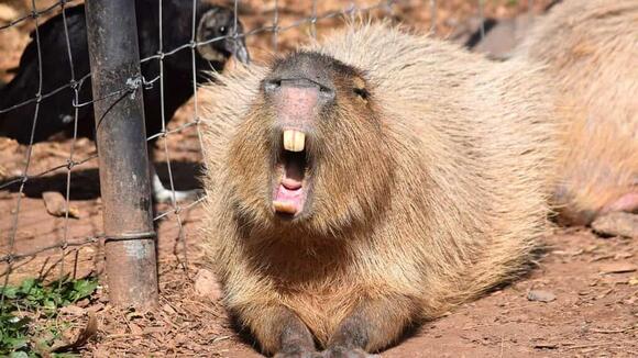 16-weird-and-wonderful-habits-of-capybaras-newsbreak