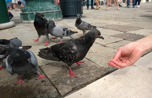 Why Feeding the Pigeons in Venice's St. Mark's Square Is Banned (Since ...