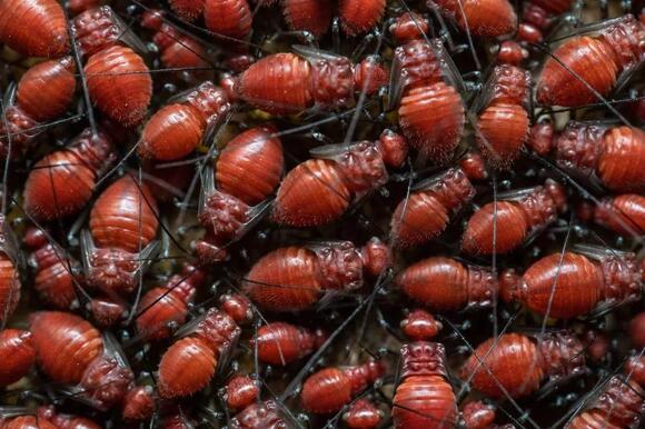 What Do You Call a Group of Cockroaches? The Answer Is Exactly How It ...