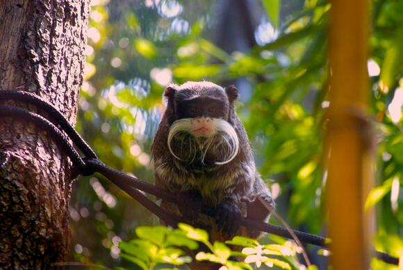 Giant Ground Sloths: The Bear-Sized Cousins You Never Met - NewsBreak
