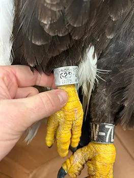Two bald eagles struck by vehicles in Michigan in as many days: DNR ...