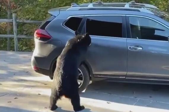 Bear Opens Car Door Climbs Inside In Tennessee News Break