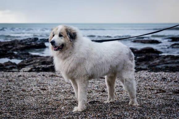 Colossal dog weighing 140 lbs stands 6 ft tall and is 'big as polar ...