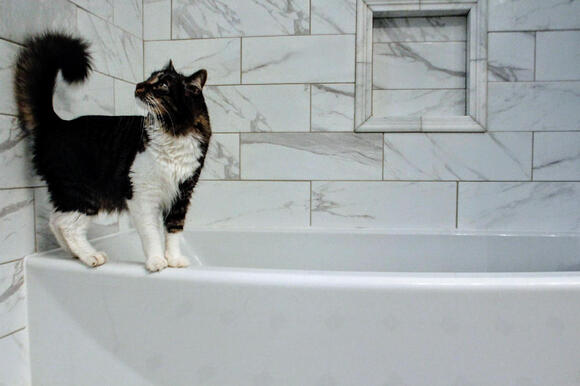 16 Sunday Habits That Make Your Cat Purr Louder - NewsBreak