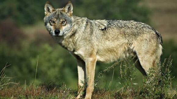 The Top 12 Places in America Where You Can See Wolves in the Wild ...