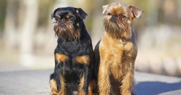 affenpinscher-vs-brussels-griffon-5-key-differences