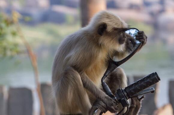 12 Differences Between Old World and New World Monkeys - NewsBreak