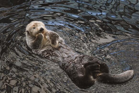 The Surprising Way Sea Otters Use Rocks as Tools - NewsBreak