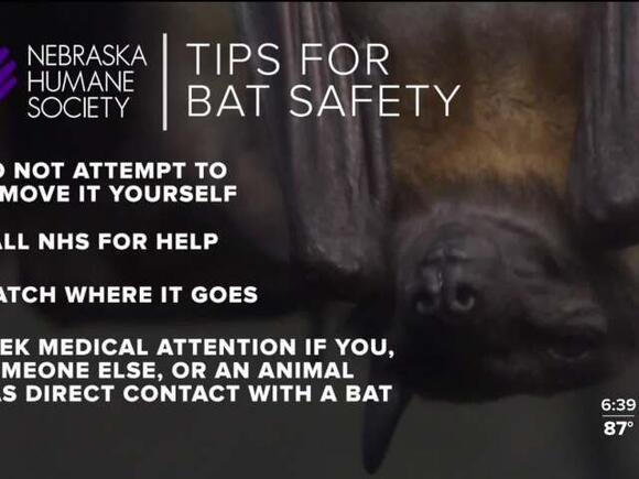 ‘I don't want to get bit’: What to do if there is a bat in your home?