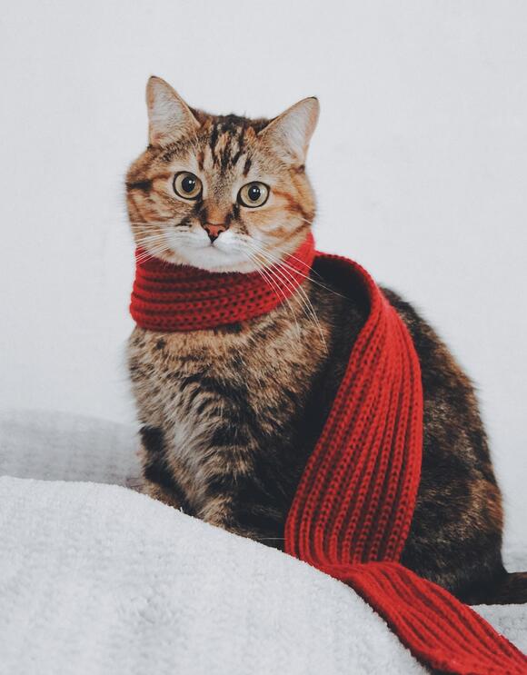 how-to-build-a-deeper-emotional-connection-with-your-cat-newsbreak