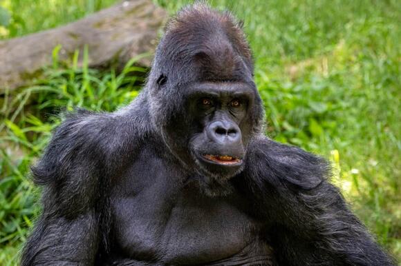 How Elon Musk’s Tesla Could Save These 10 Endangered Species - NewsBreak