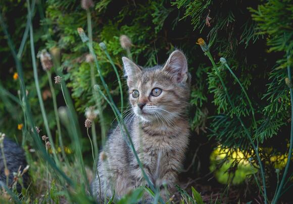 How To Make Every Day Feel Emotionally Safe For Your Cat Newsbreak 