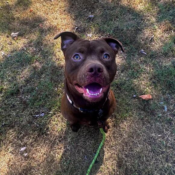 🐶 Playful, Gentle Dogs Waiting for Adoption in Barrington NH - NewsBreak
