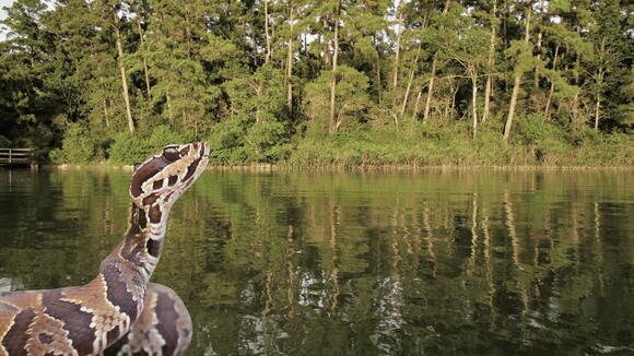 The 10 Most Snake-Infested Lakes and Rivers in the U.S.—And Why Their ...