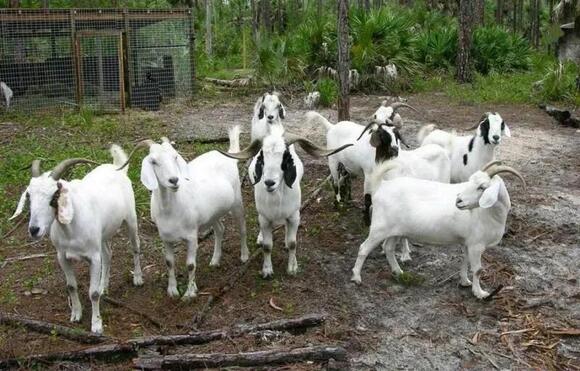 10 Largest Goat Breeds in The World - NewsBreak
