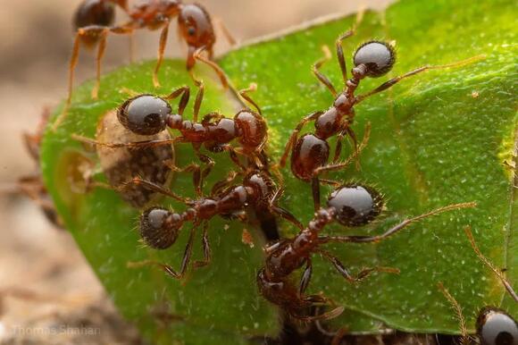 8 Stinging Insects in Puerto Rico You Need to Recognize - NewsBreak