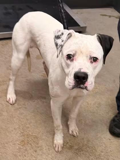 🐶 Playful, Gentle & Loyal Dogs Ready for Adoption in Cleveland - NewsBreak