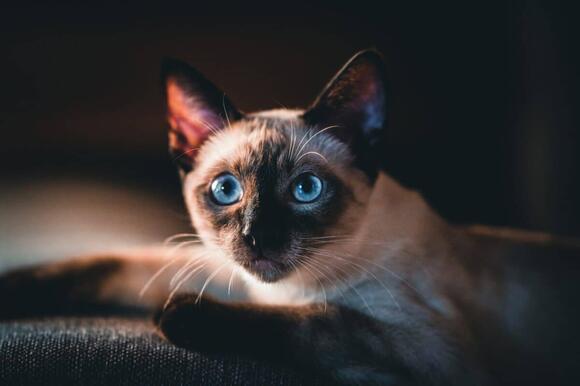 10 Best Cat Breeds for Families in the USA - NewsBreak