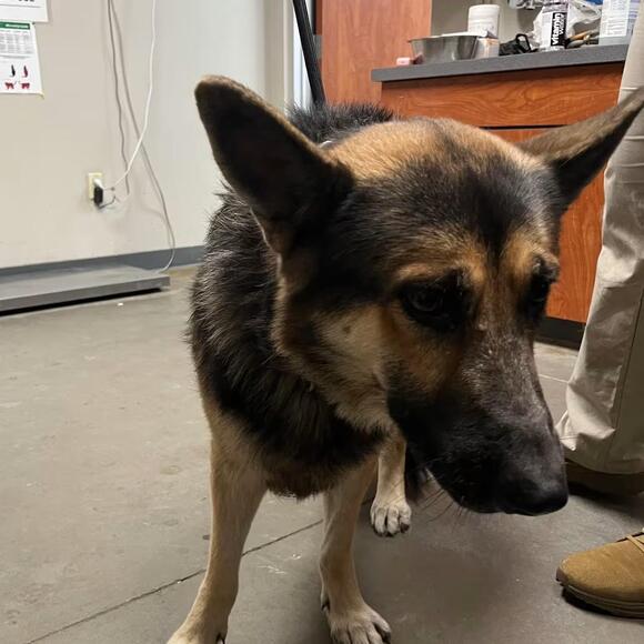 🐶 Playful, Gentle & Loyal Dogs Ready for Adoption in Yuma - NewsBreak