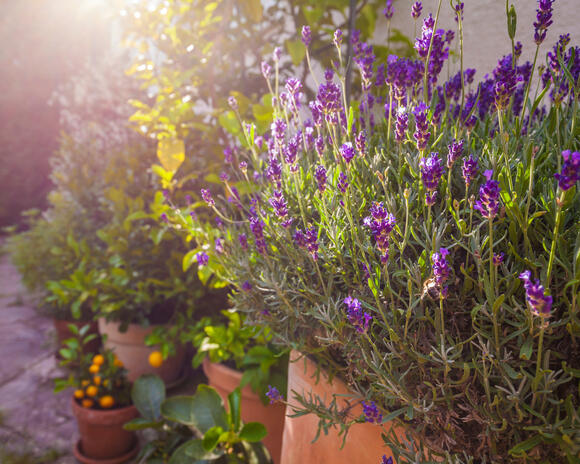 Grow Lusher Lavender With This One Simple Switch – Try it in June for ...