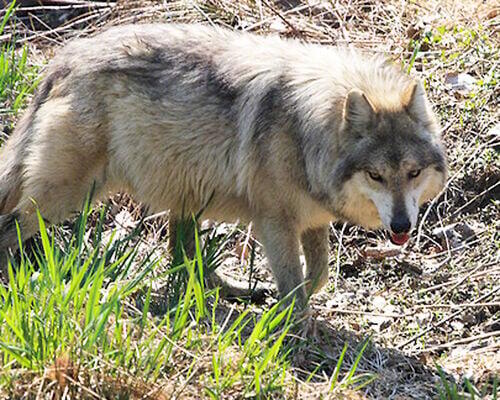 Hunting dogs depredated in Washburn County - NewsBreak