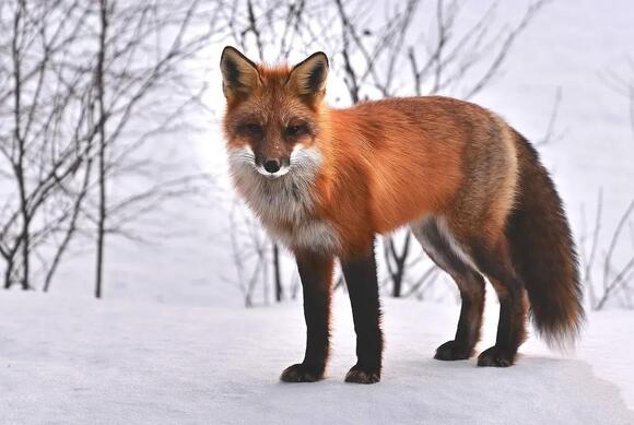 The World’s Most Resilient Animals and How They Conquer Harsh ...