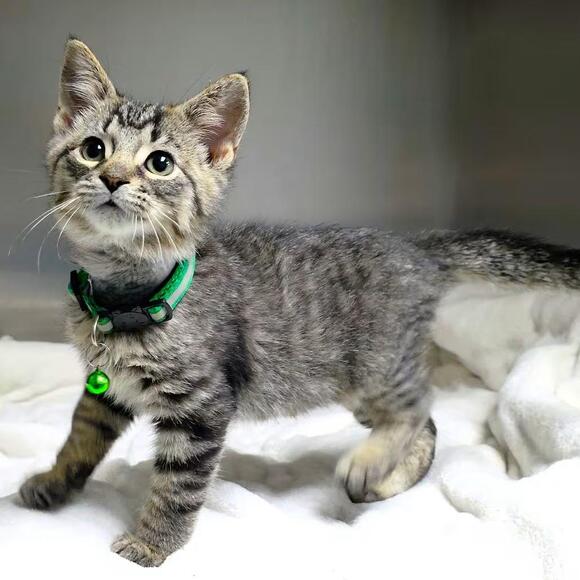 🐱 Gentle, Playful & Special-Needs Cats Ready for Adoption in Michigan ...