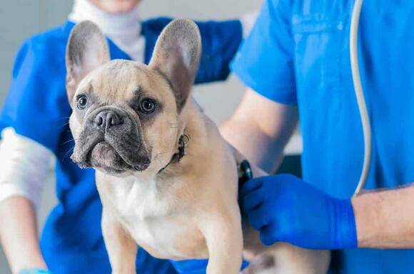 Meloxidyl Dosage Chart for Dogs: Risks, Side Effects, Dosage, and More ...