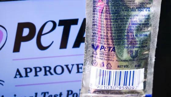 PETA Proposes Birth Control for Philadelphia Rats Amid Growing Rodent ...