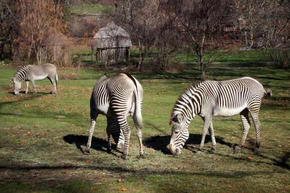 How Zebras Use Their Stripes to Confuse Predators - NewsBreak