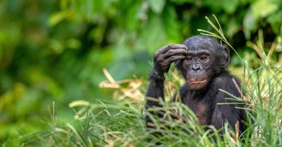 7 Animals That Have Sex for Pleasure - NewsBreak