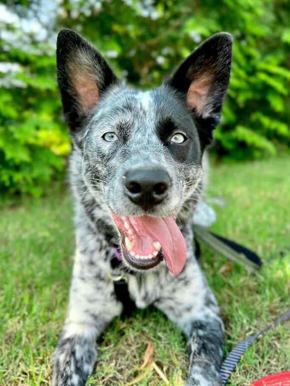 🐶 Gentle Rescue Dogs in Vale NC Ready for Adoption - NewsBreak