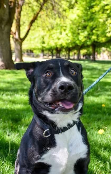 🐶 Big-Hearted Dogs Waiting for Adoption in Yakima, WA - NewsBreak