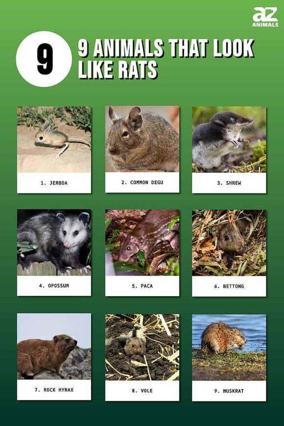 9 Animals That Look Like Rats (and What They Actually Are) - NewsBreak