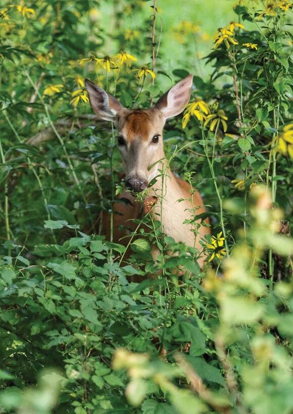 America, You’re Beautiful: 2026 Photo Contest Winners - NewsBreak