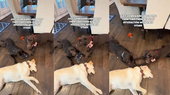 3 Labradors Doing Different Things at the Same Time Is Hilarious ...