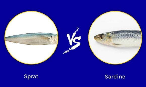 Sprats vs. Sardines: What Are The Differences? - NewsBreak
