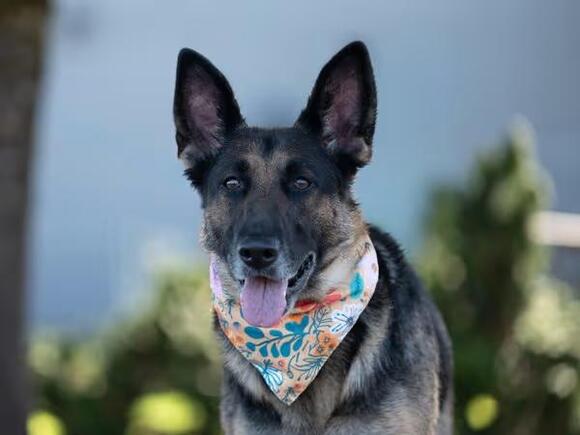 🐶 Playful, Shy & Loyal Dogs Ready for Adoption in Salem OR - NewsBreak
