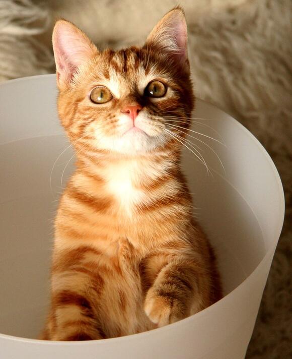 Why Some People Prefer Cats Over Dogs and Are They Wrong? - NewsBreak