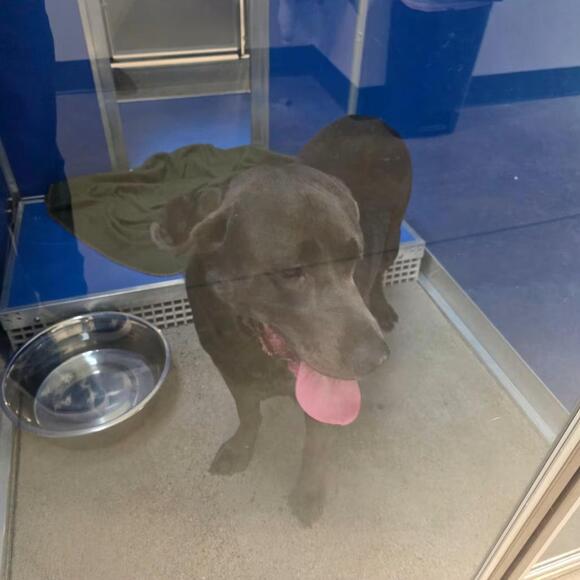 🐶 Gentle Family Dogs Ready for Adoption in Hayden, Idaho - NewsBreak