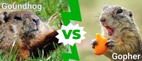 Groundhog vs Gopher: 5 Key Differences - NewsBreak