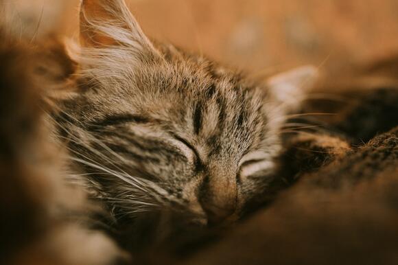 How to Tell If Your Cat Has Finally Let Its Guard Down - NewsBreak