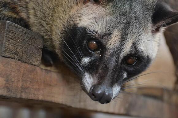 7 Facts About the African Civet That Explain Why This Secretive ...