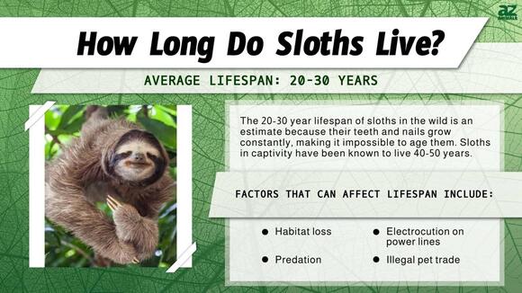 Sloths and Their Natural Predators - NewsBreak