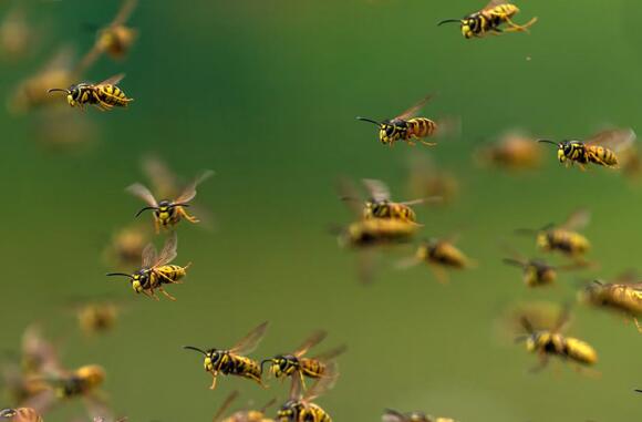 Experts issue warning over ‘aggressive’ drunk wasps swarming parts of ...