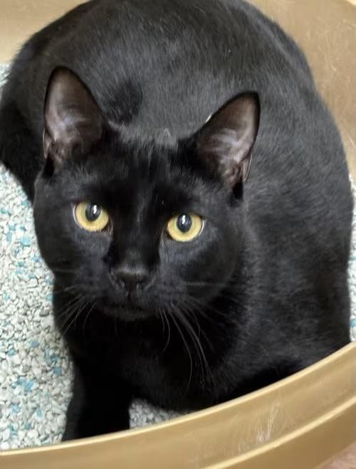 🐱 Gentle, Playful & Independent Cats Ready for Adoption in Batavia ...
