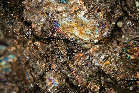 Inside the Sedgwick: Where the History of Paleontology Begins - NewsBreak