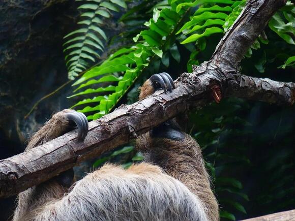 12 Surprising Facts About Sloths That Will Make You Smile - NewsBreak