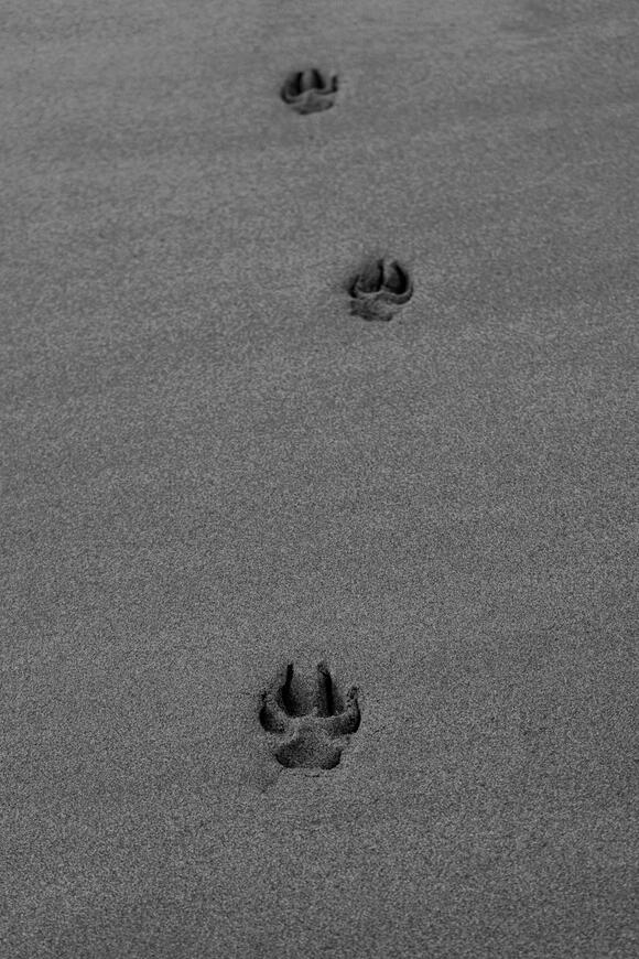 What Fossilized Footprints in Utah Tell Us About Prehistoric Weather ...